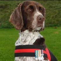 Buster's Bites - Treats For Heroes category