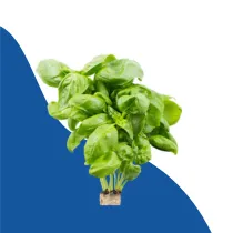 Fresh Herbs category
