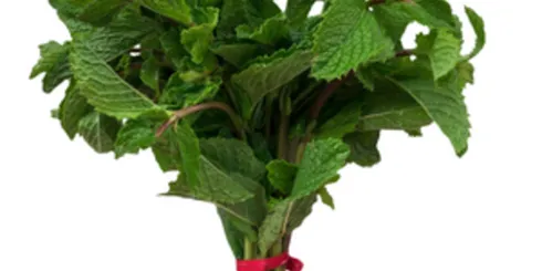 Fresh Mint Bunch