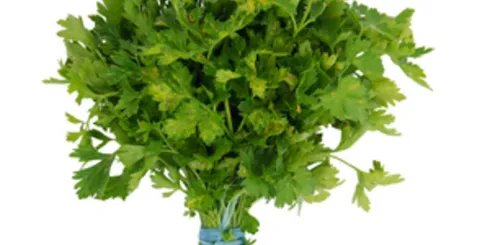 Fresh Parsley