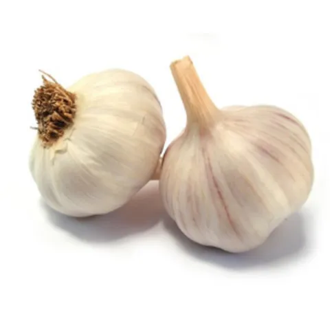 Garlic Fresh