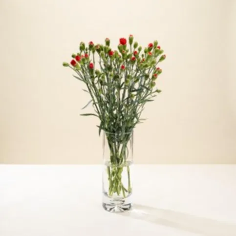 Morrisons Spray Carnations